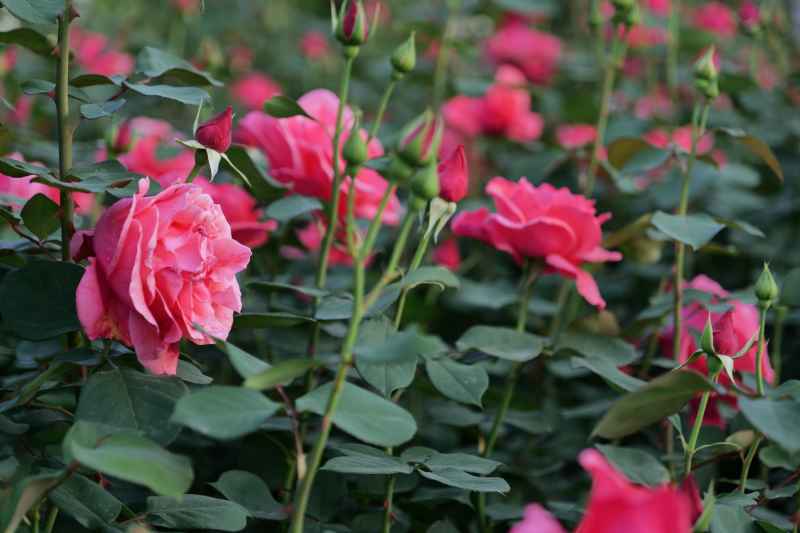 月季花 40