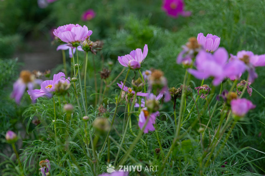 古楼荷花 14