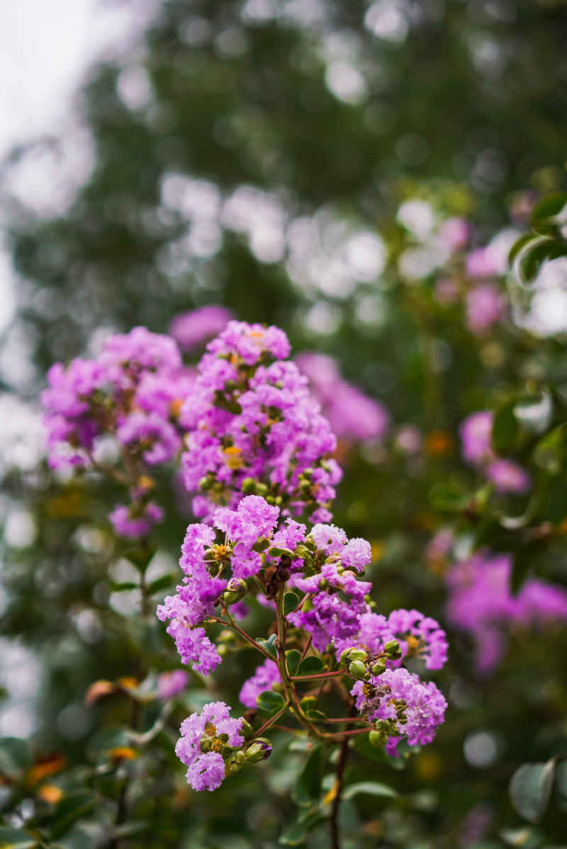紫薇花 30