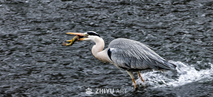苍鹭捕获游鱼瞬间