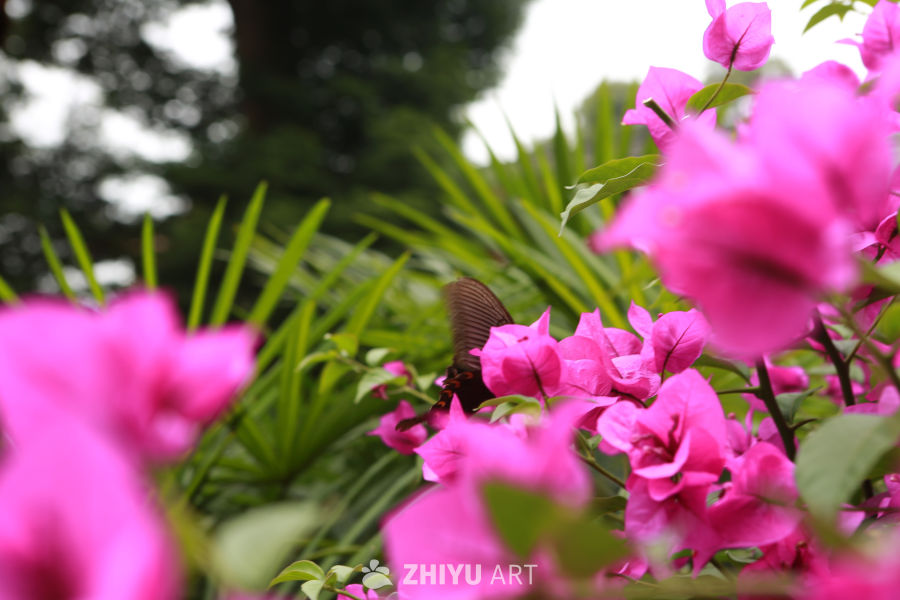 蝶舞花间