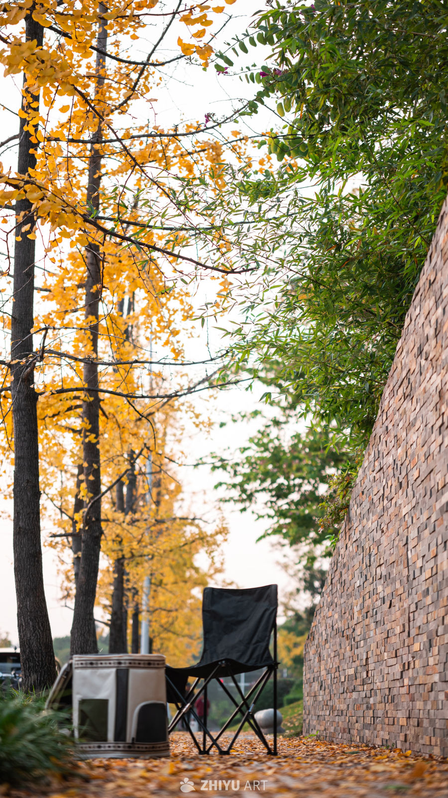 秋日银杏下的静谧时光