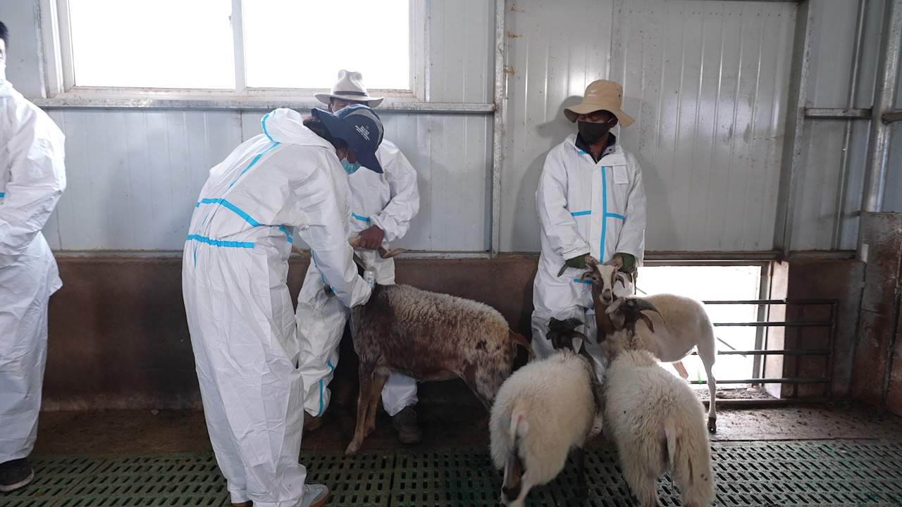 畜牧兽医团队工作记录