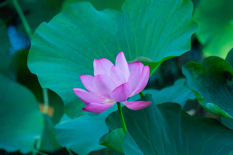 夏日荷花