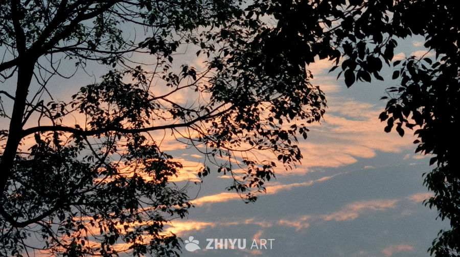 树枝中的晚霞