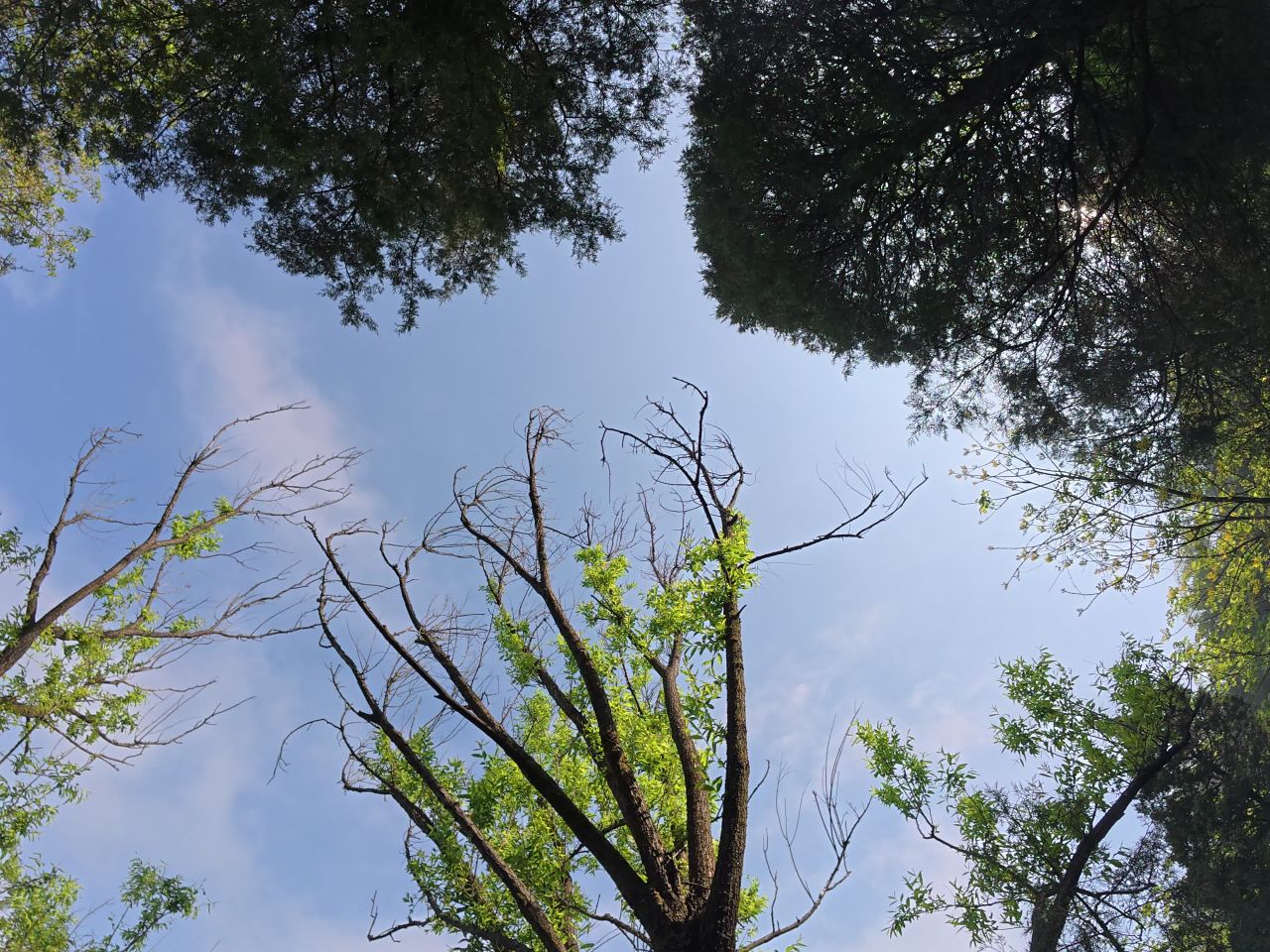 森林中的漫步时光