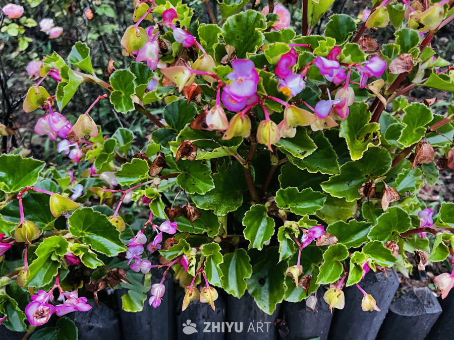 粉紫色花海中的绿意盎然