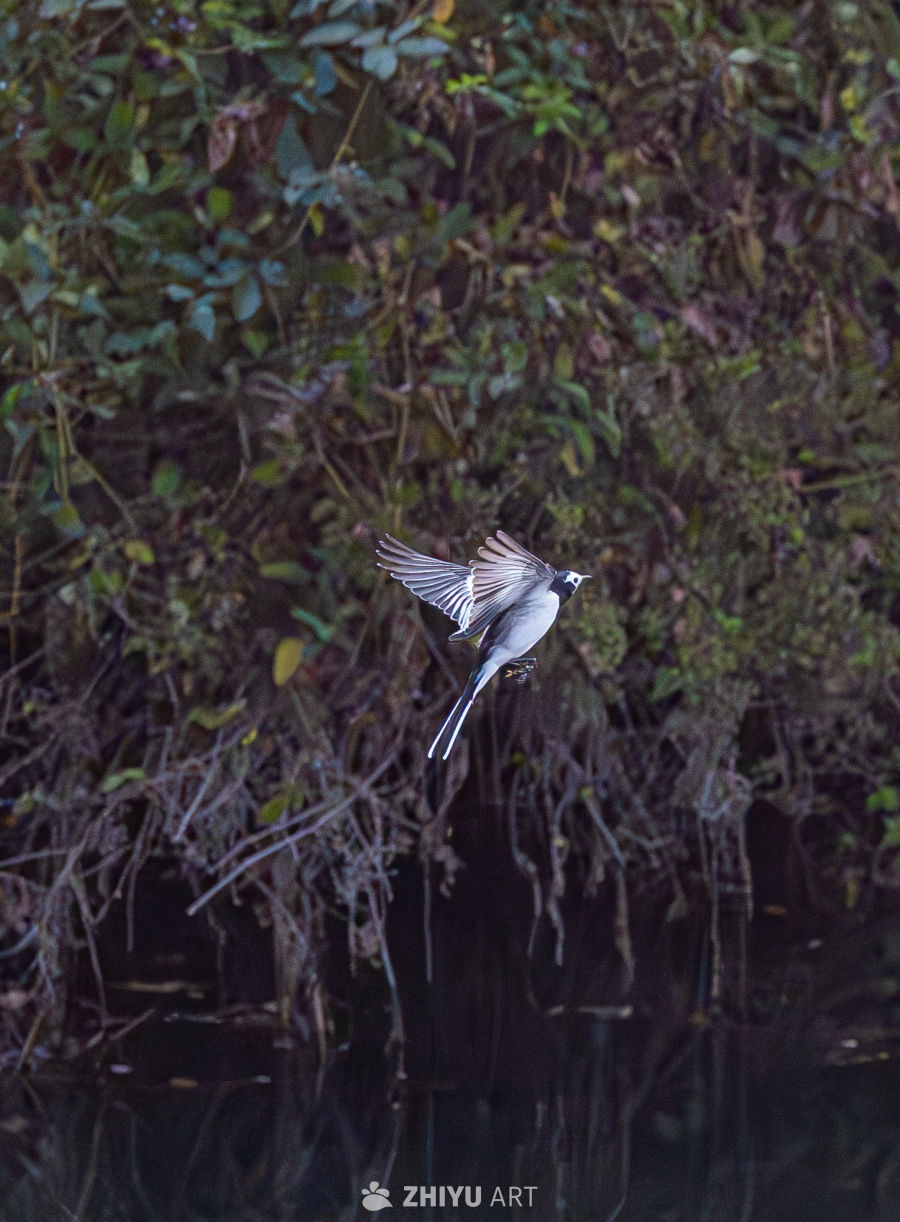 水畔一羽，掠起秋光