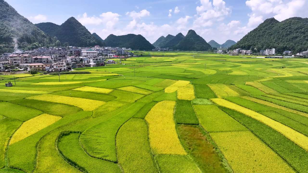 4k航拍乡村稻田 金秋稻谷美丽乡村