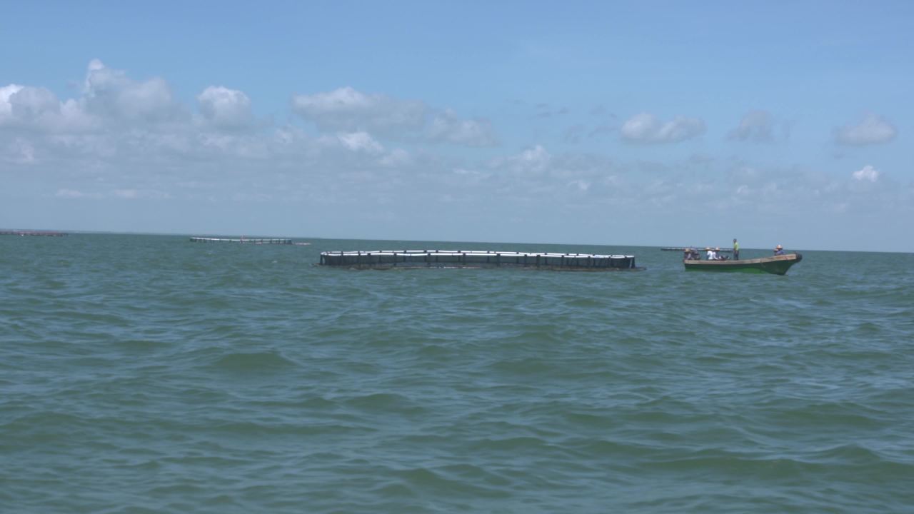 海洋牧场深海养殖