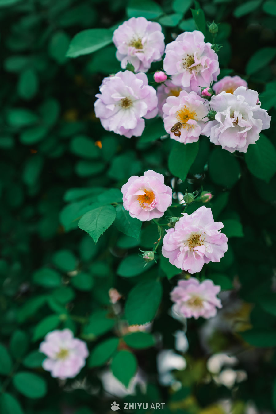 春末的蔷薇花 1