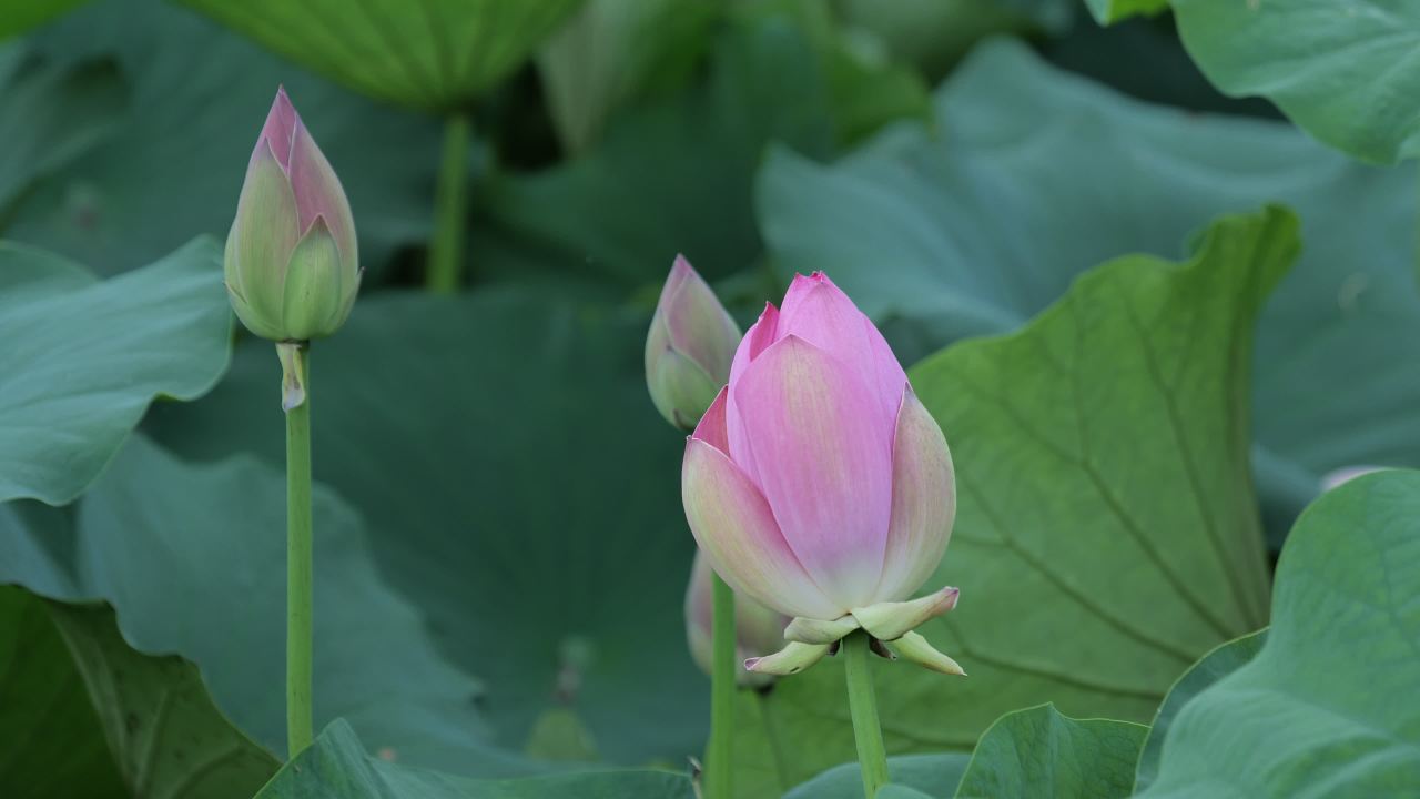 荷花 14