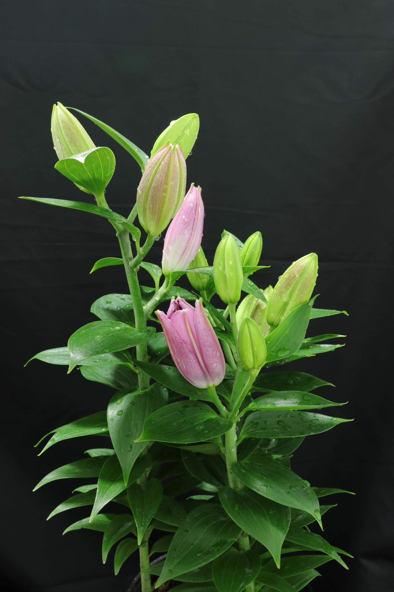 百合花开
