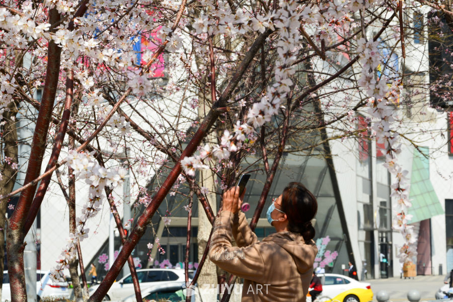 春花山桃