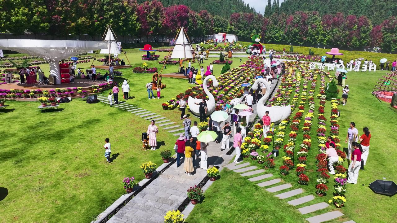 4k航拍乡村旅游  游客观赏菊花