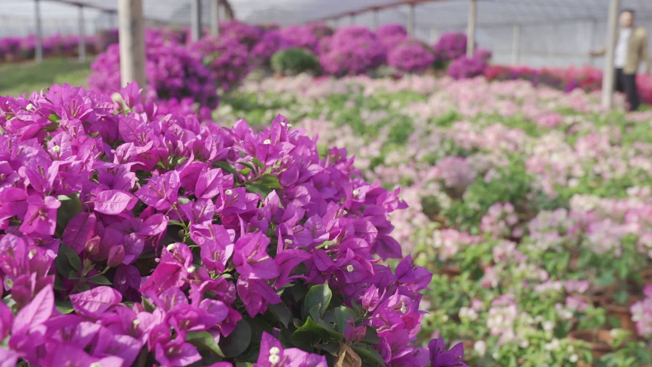 年宵花 19