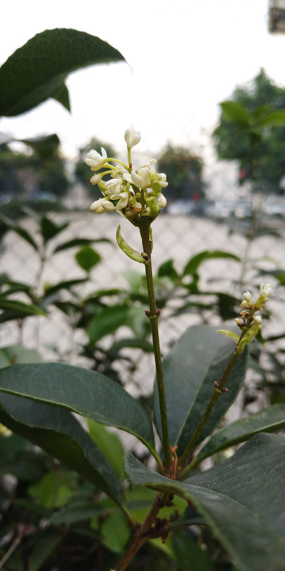 木樨花开