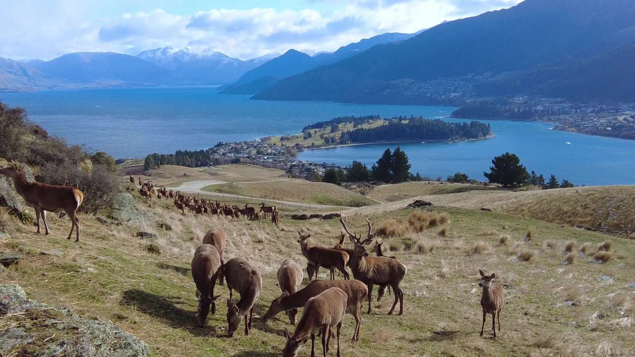 新西兰南岛皇后镇鹿苑高地鹿群和山水风光 1