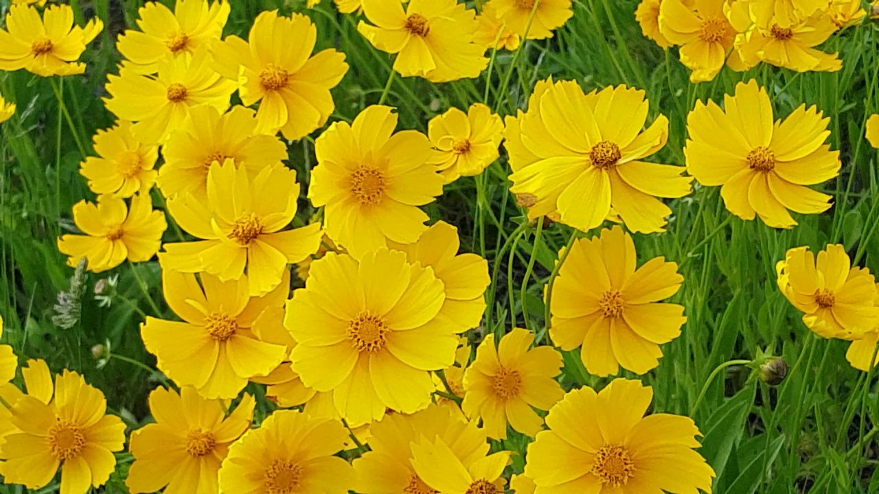 夏季花卉黄色鲜花