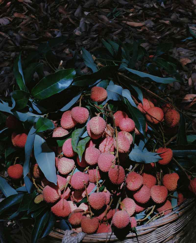 荔枝