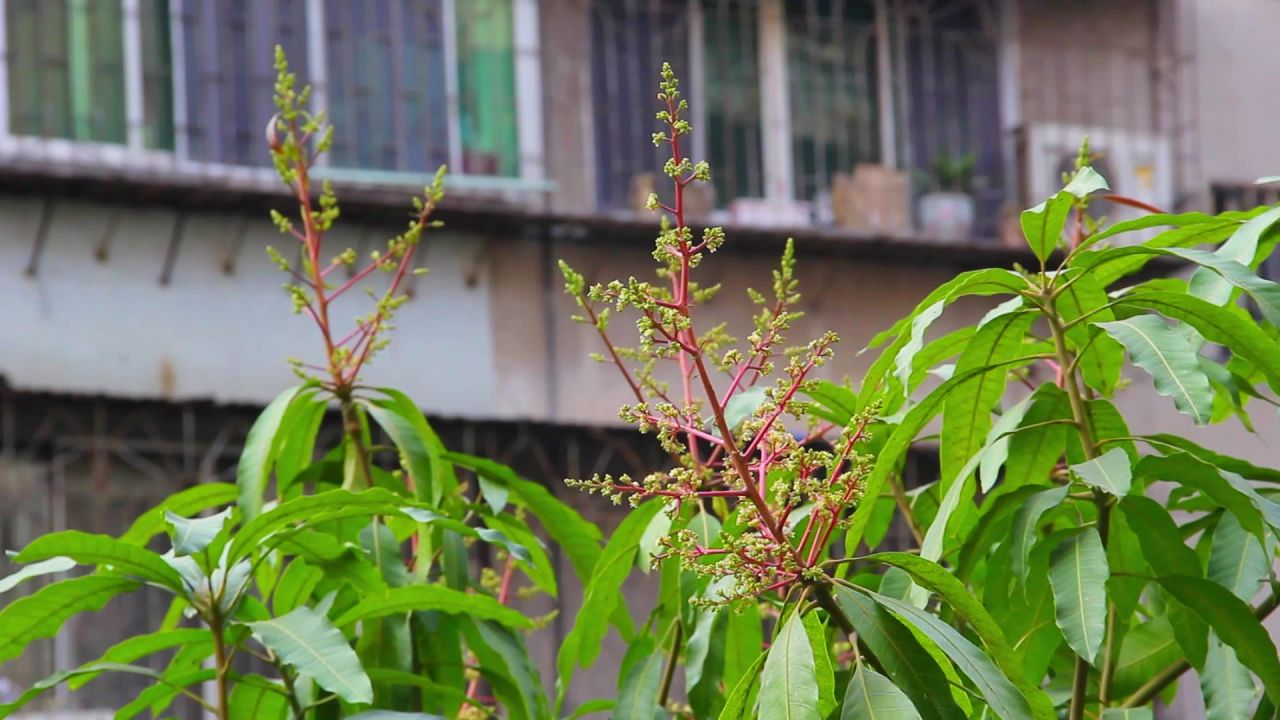 三月树梢芒果花