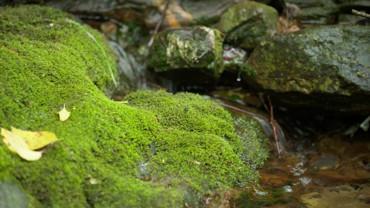 山泉水矿泉水潺潺小溪流水瀑布 30