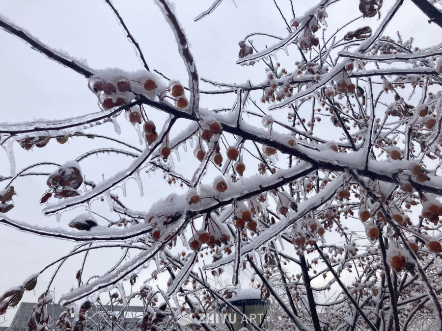 冰雪覆盖的果实枝头