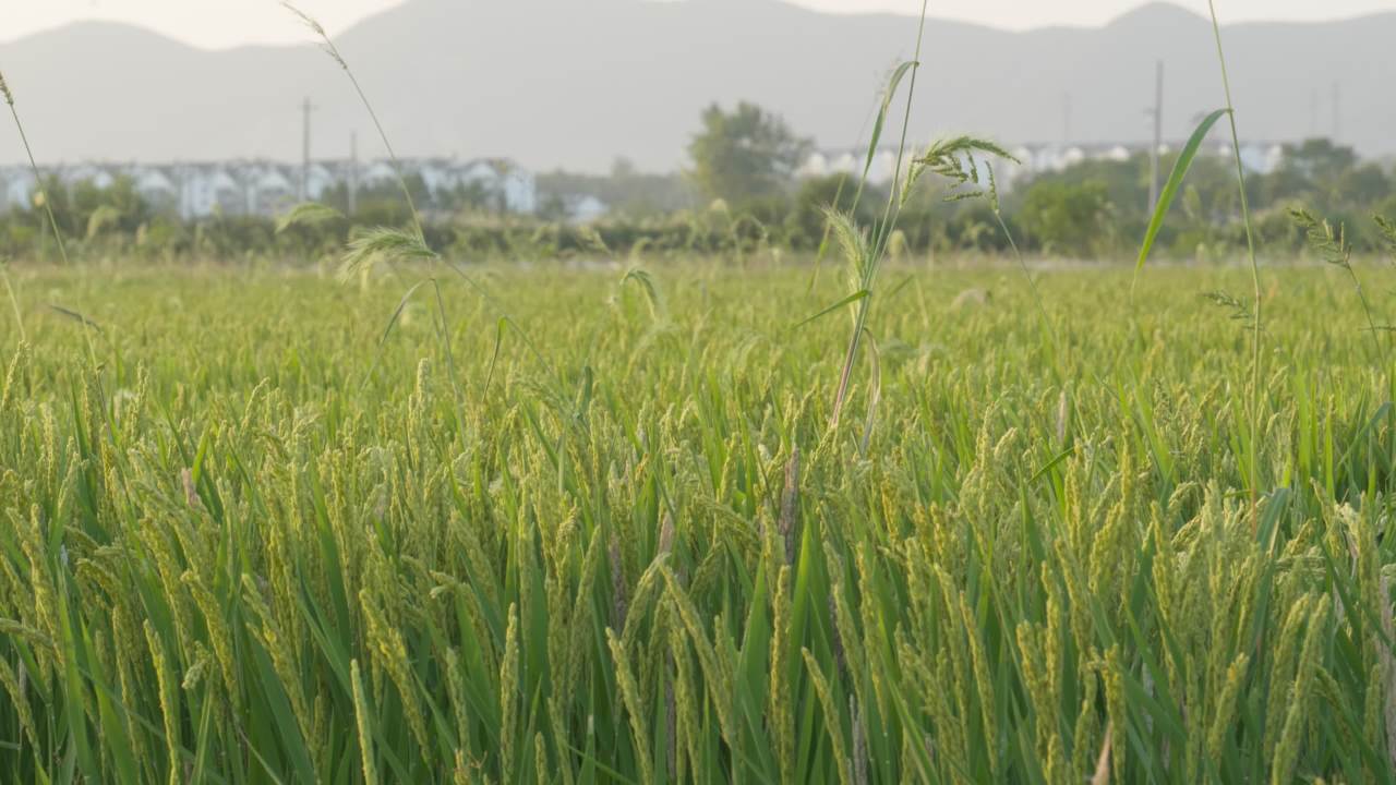 农村水稻田野粮食庄稼 17