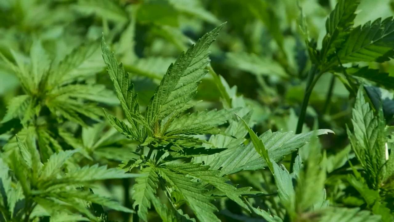 绿意盎然的植物