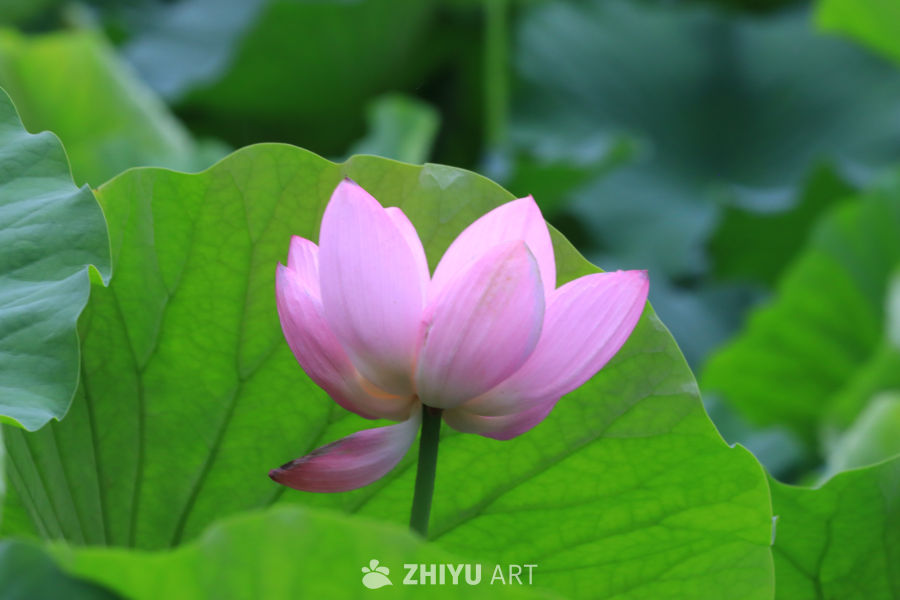 荷花 107
