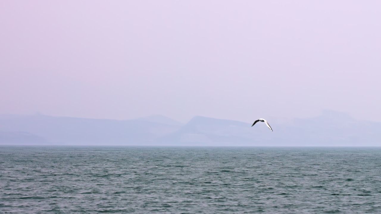 云南大理洱海海鸥升格高速实拍视频