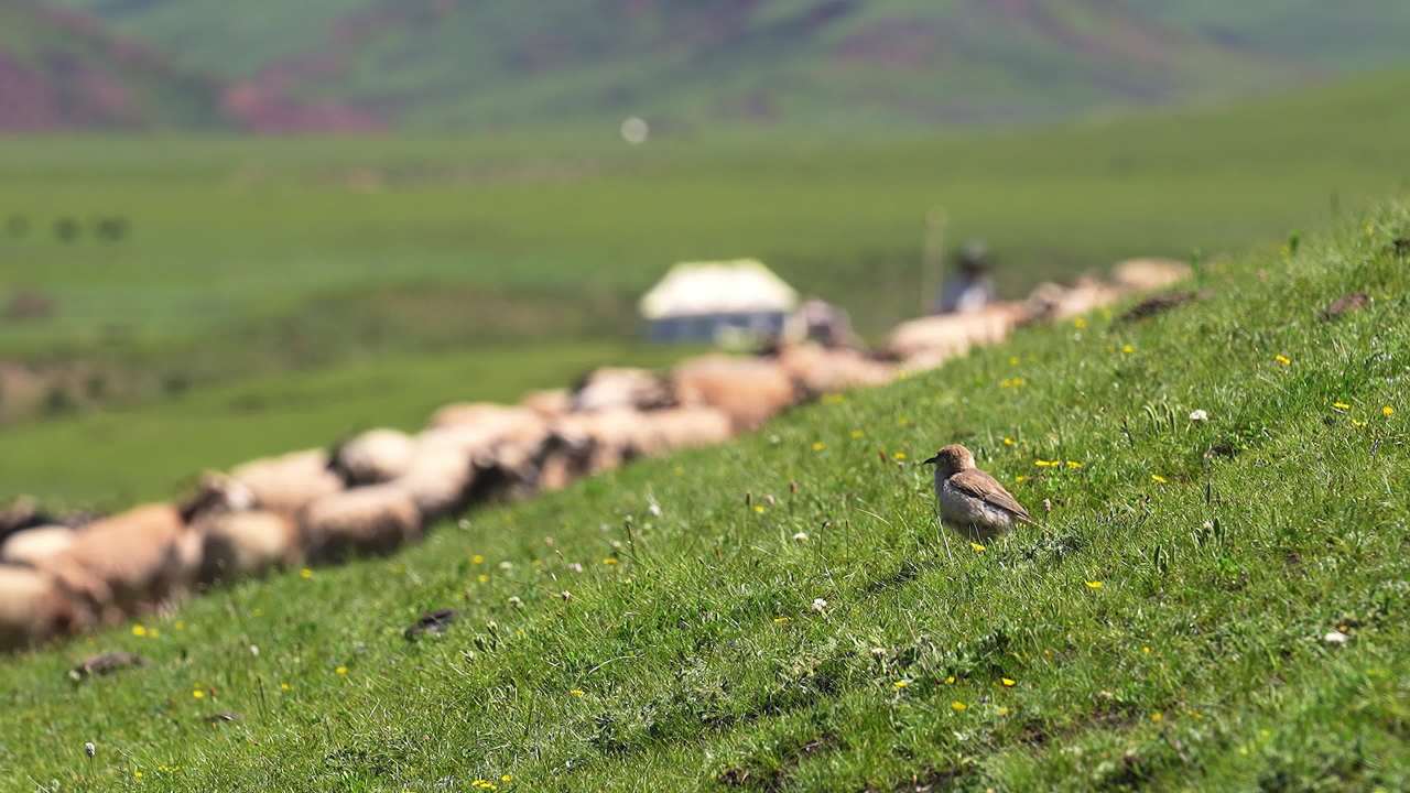 牧民放羊高山草坡