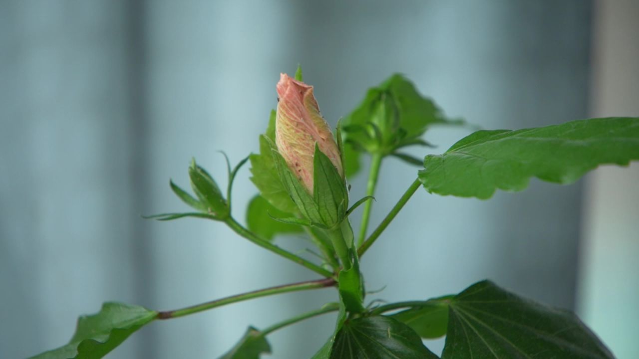 含苞待放的花蕾