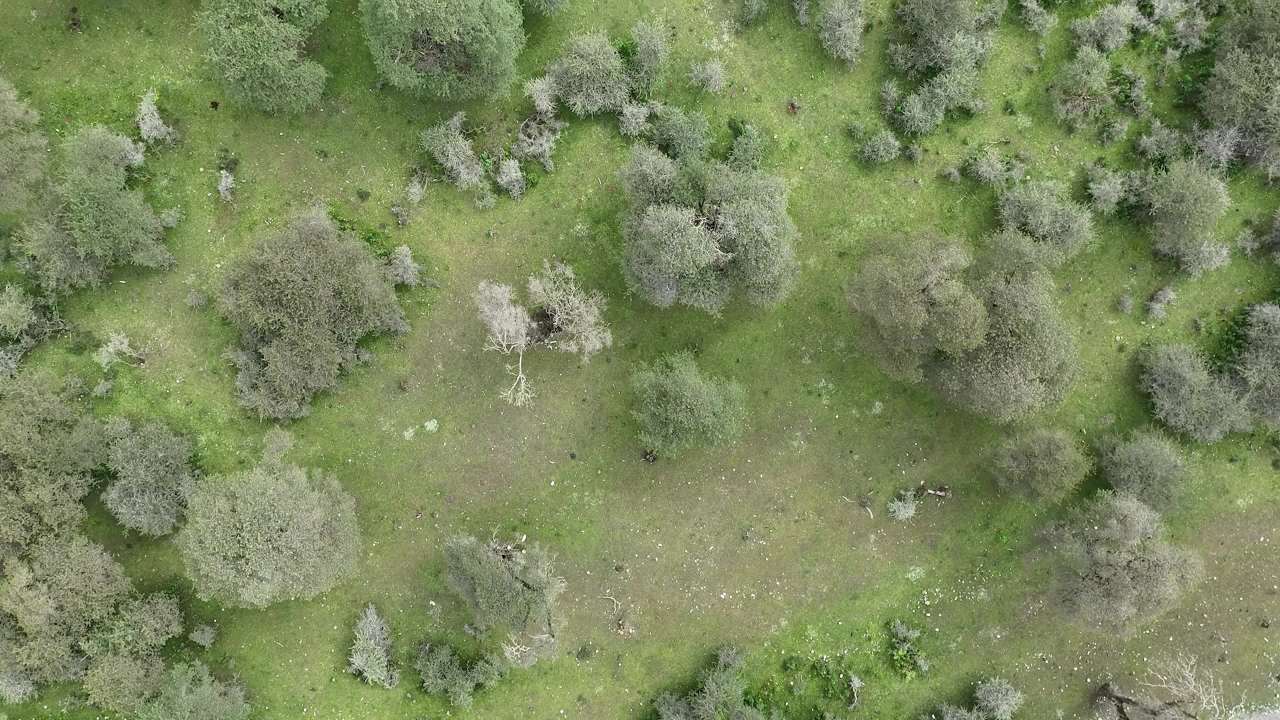 高山峡谷河流沙棘林航拍