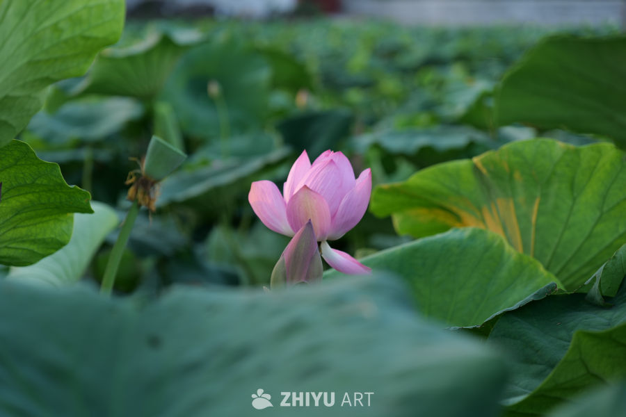 荷花 16