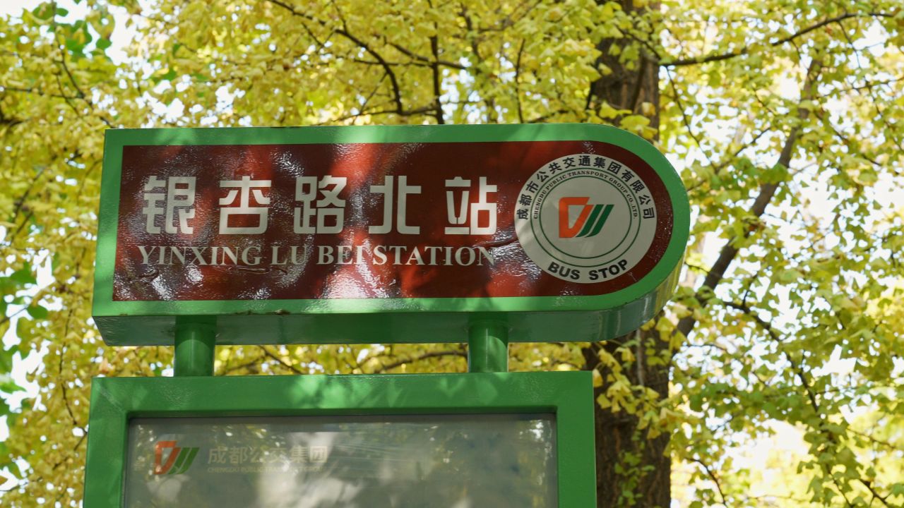 秋天的成都白果林银杏路