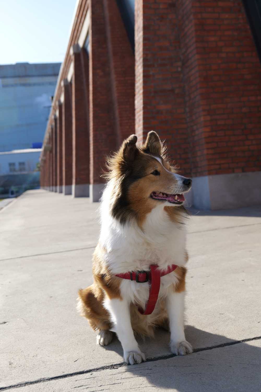 喜乐蒂牧羊犬