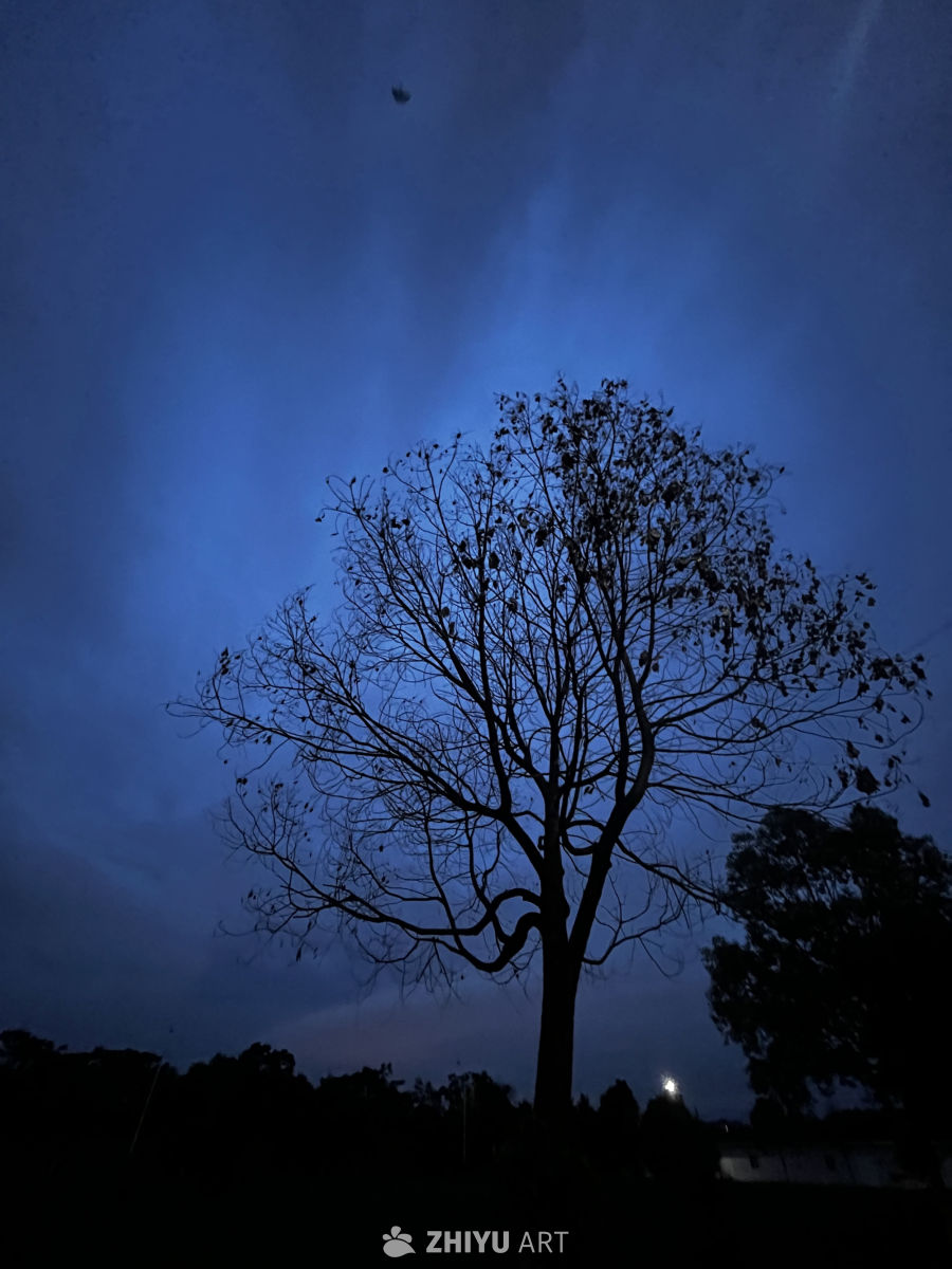 夜空下的孤树