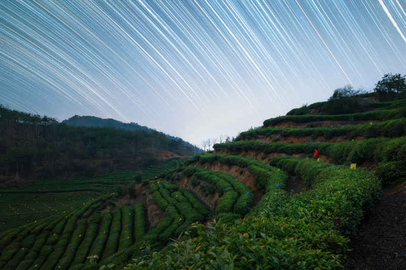 茶园星语