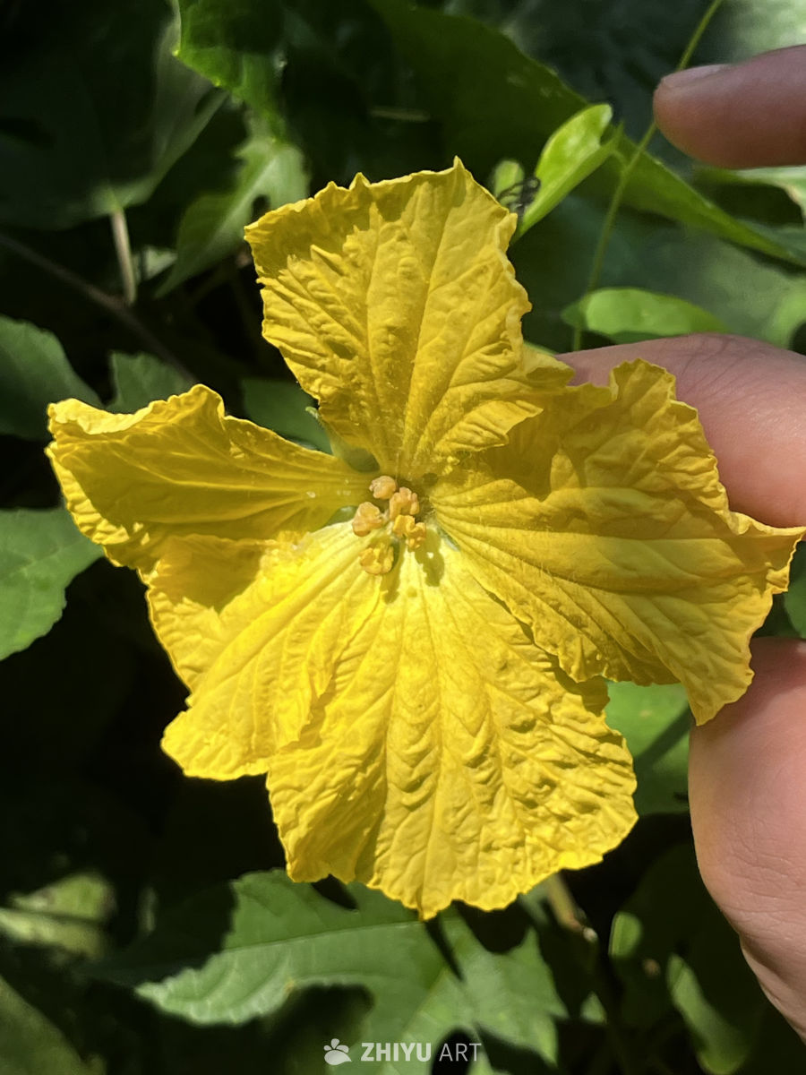 手托南瓜花