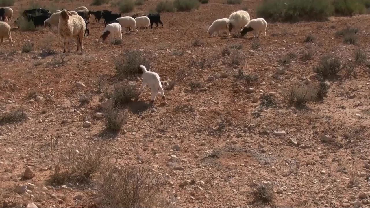 羊羊肉动物牛群
