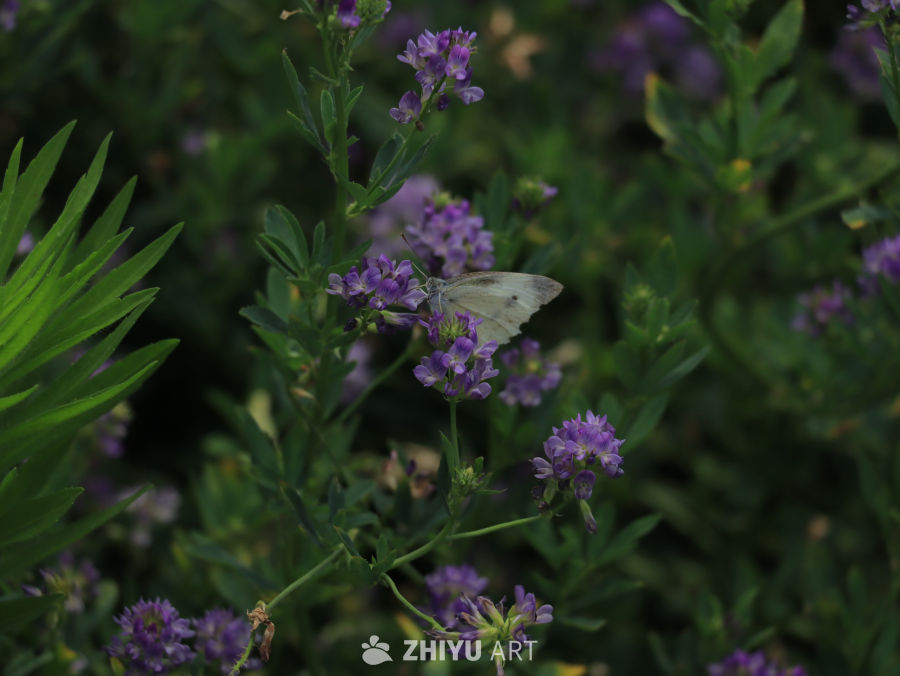 蝴蝶与紫色花海