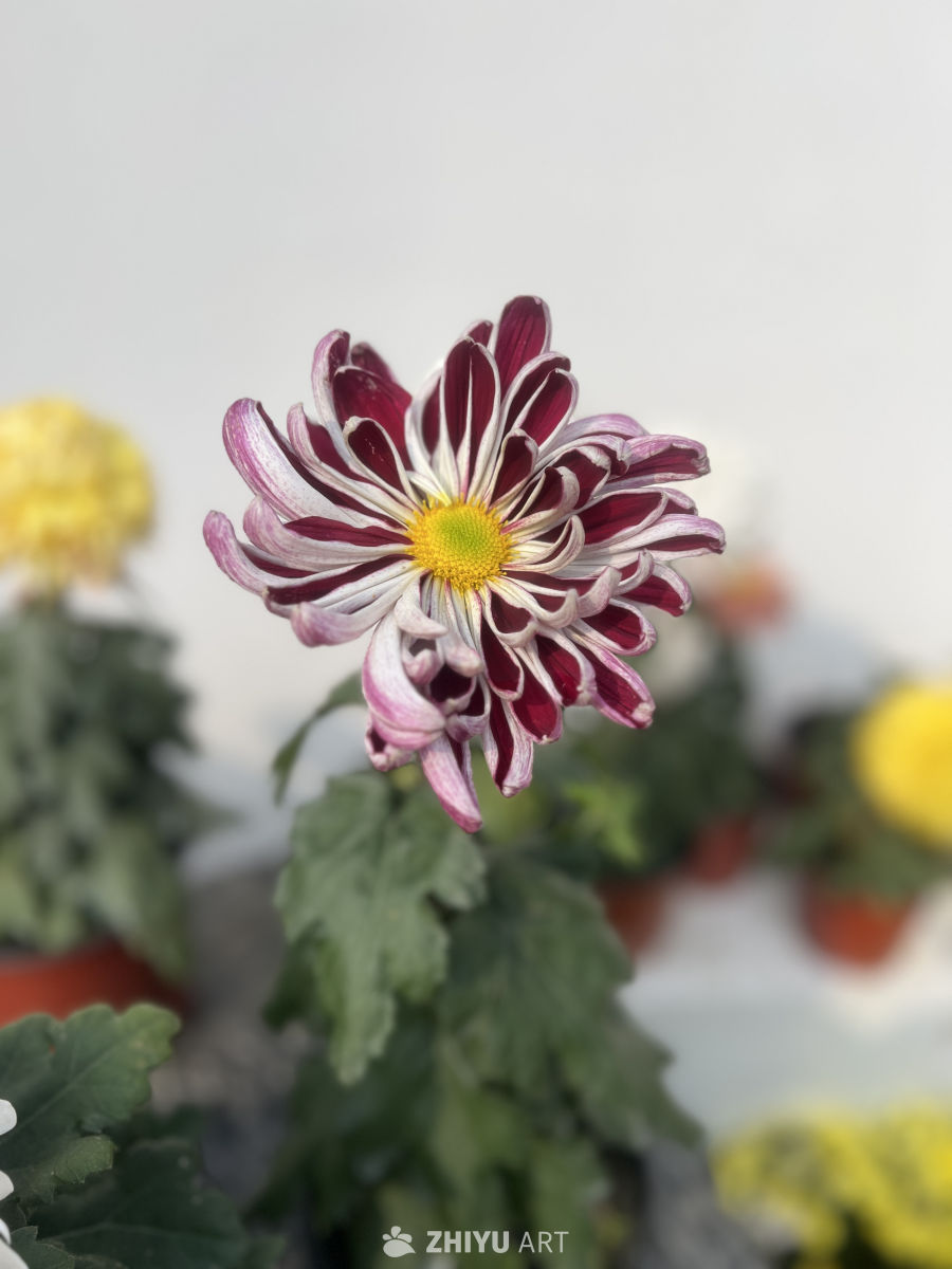 红白相间的菊花