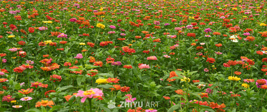五彩斑斓的花海