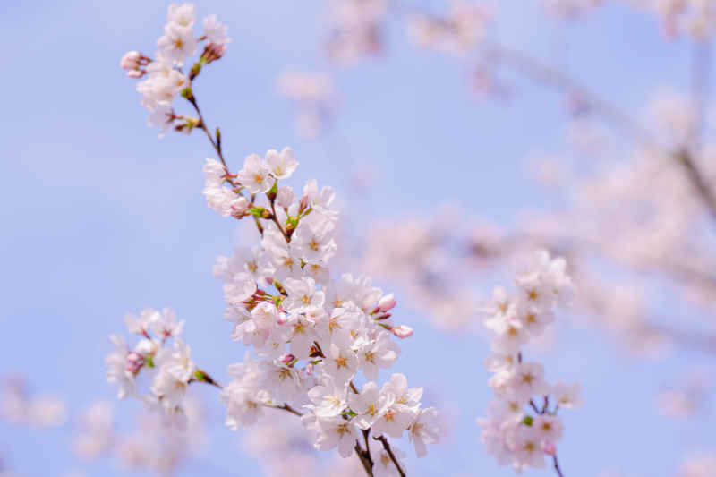 樱花 4
