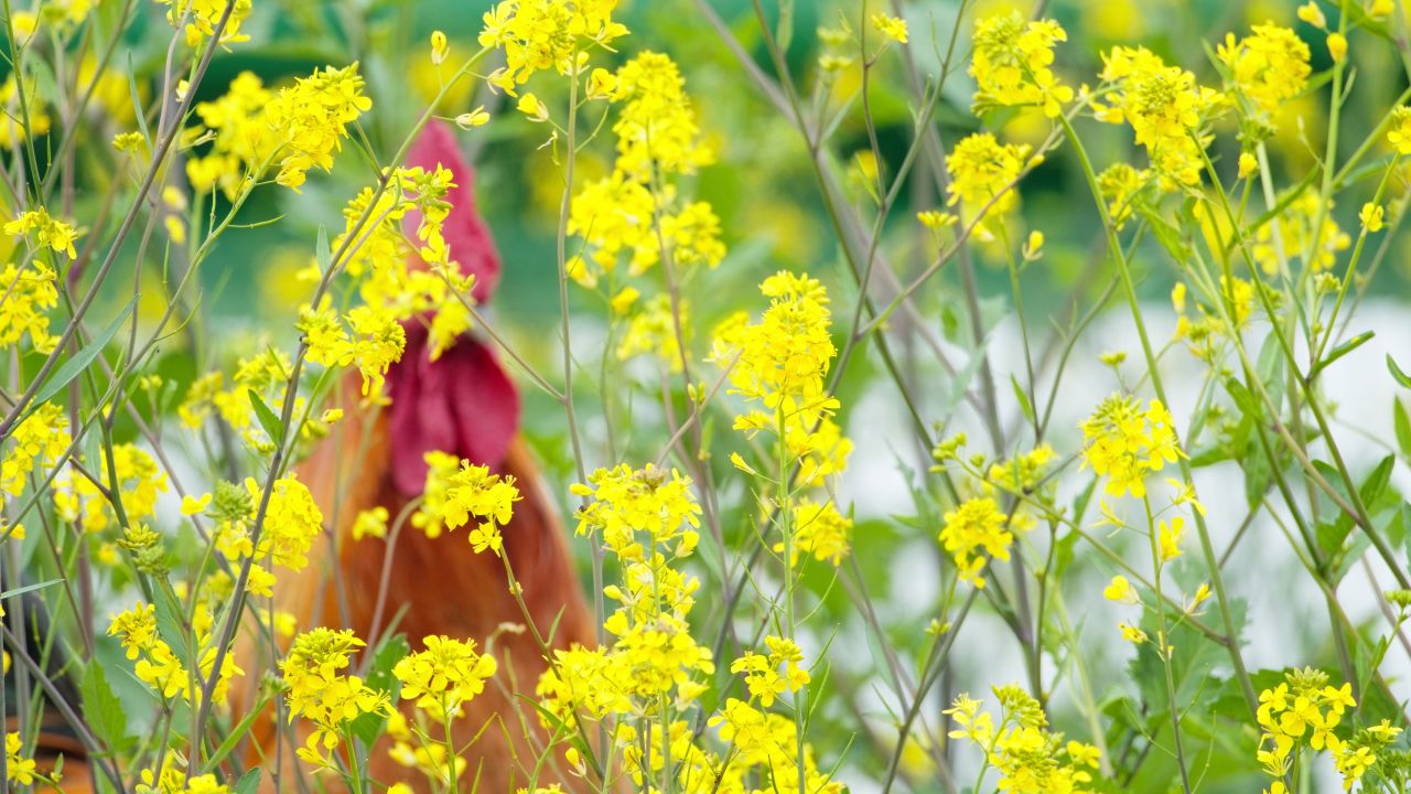 油菜花蜜蜂采蜜特写微距4K实拍