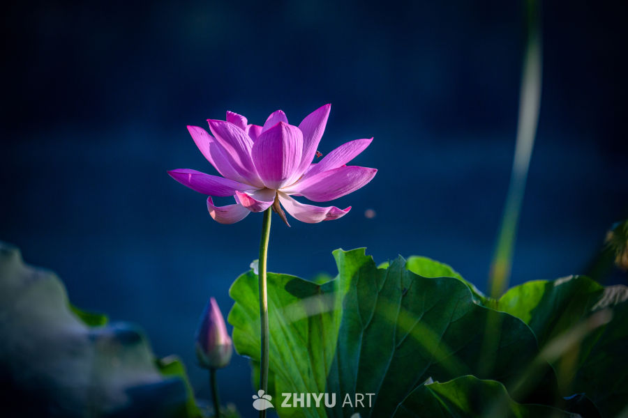静谧的莲花