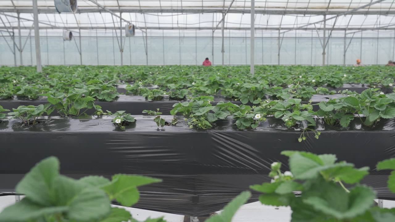 温室草莓 8