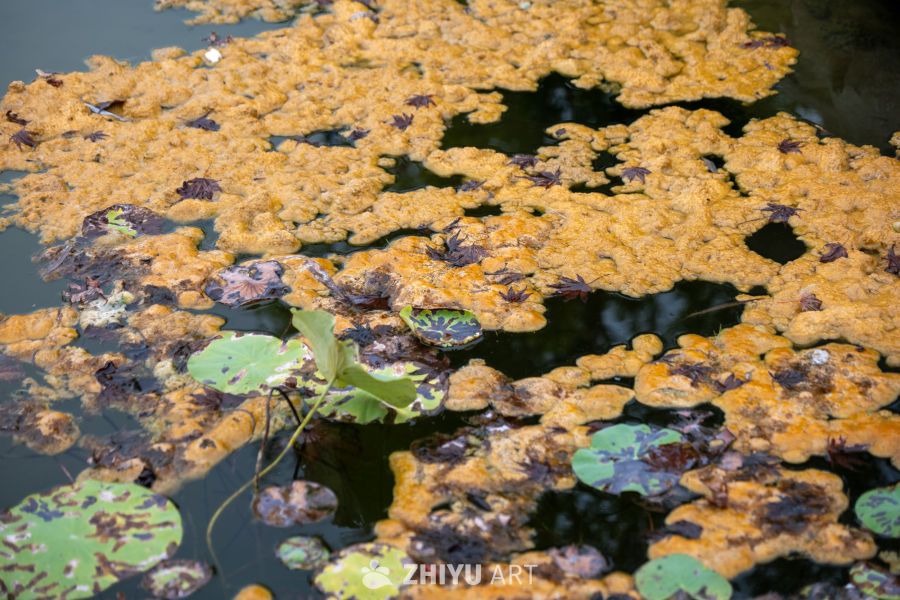 公园一角 22