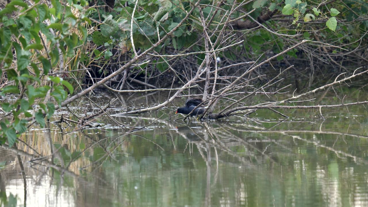 池塘里的黑水鸡吃水草